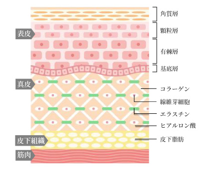 肌の構造