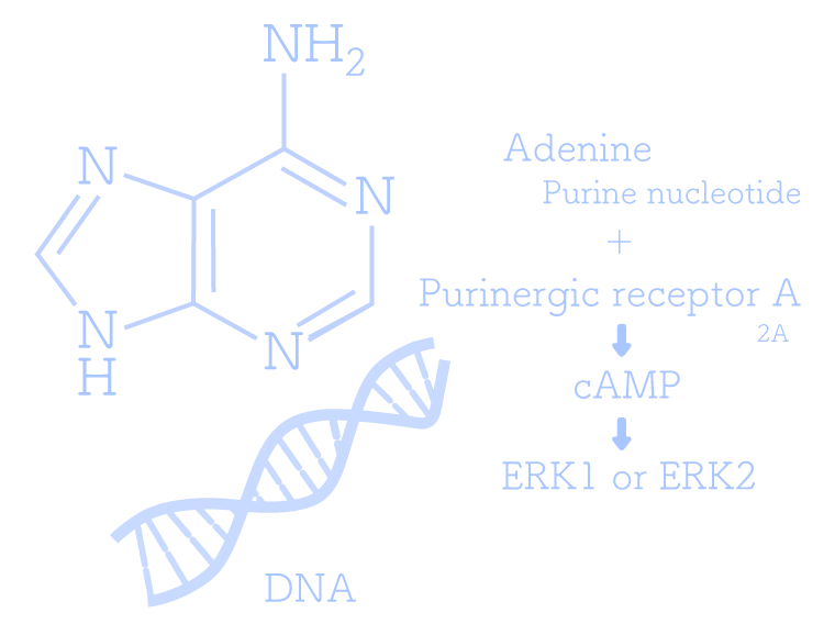 DNA